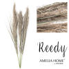 moderna zelena trava reedy